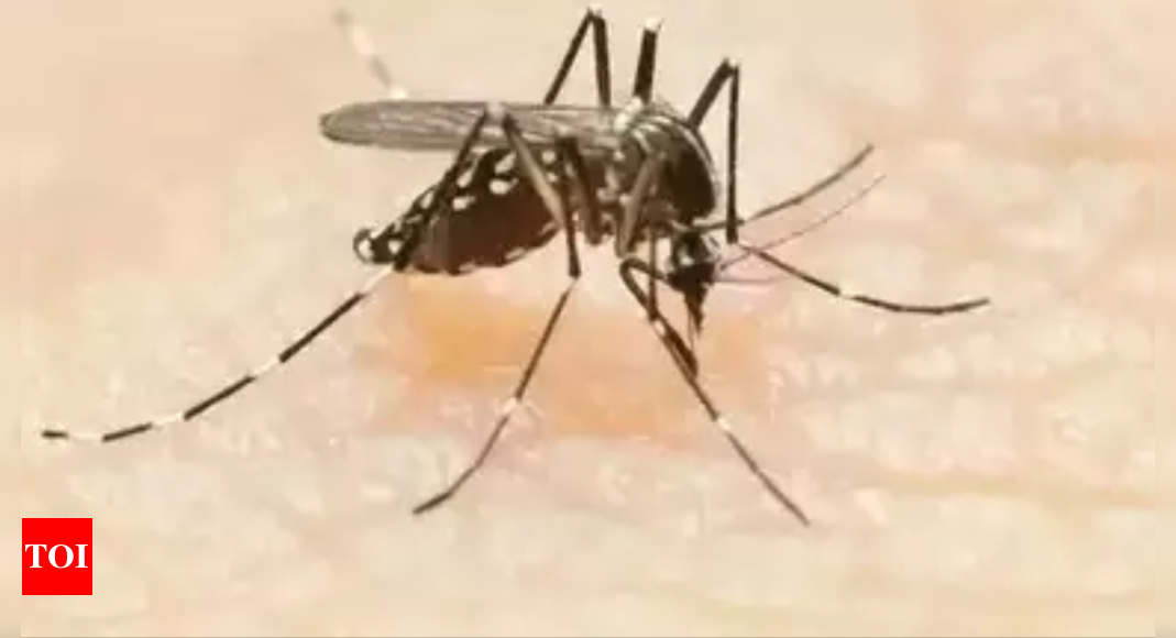 Delhi Dengue Cases: 169 dengue cases reported in Delhi so far this year, highest since 2017 | Delhi News