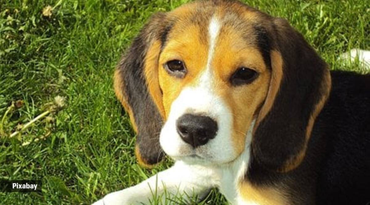 Pet Beagle bites 9-year-old inside lift, owner booked