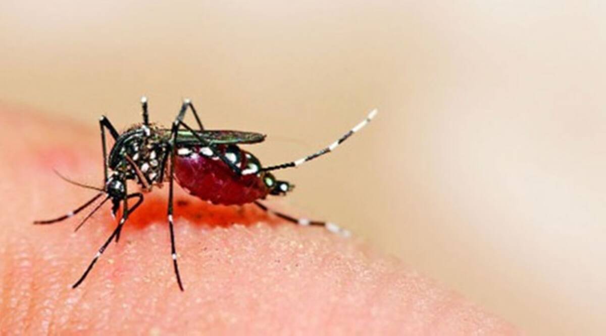 Delhi: Number of dengue cases highest in 4 years