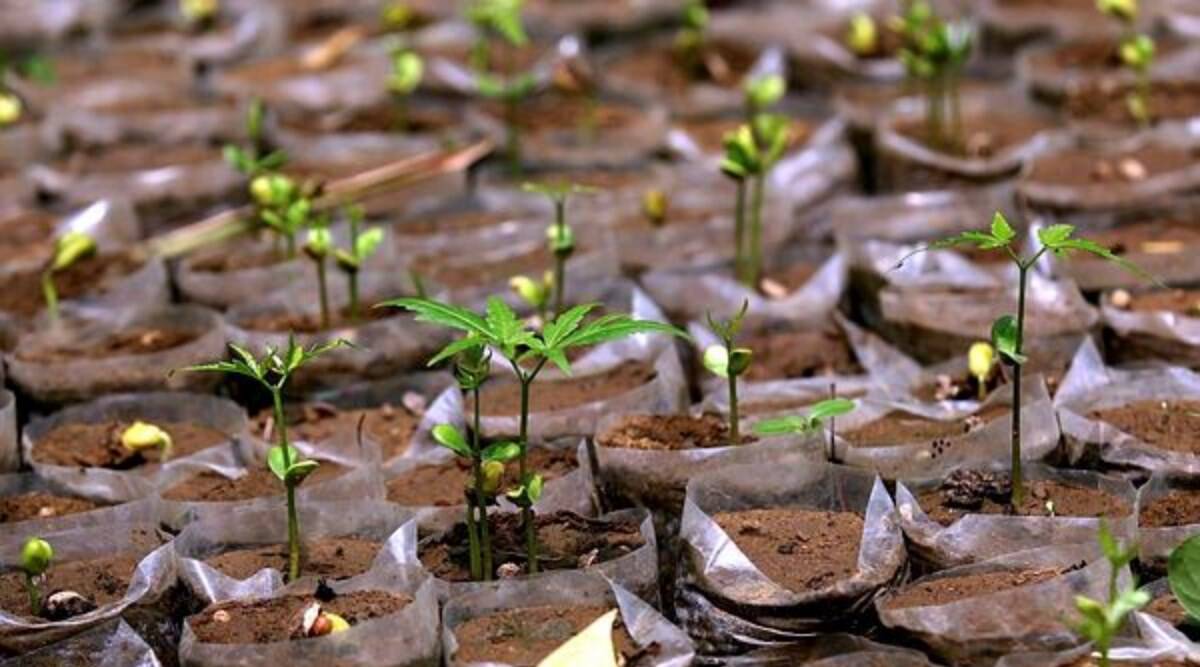 Saplings being planted in bulk to achieve targets, no record of survival: Plea in Delhi HC