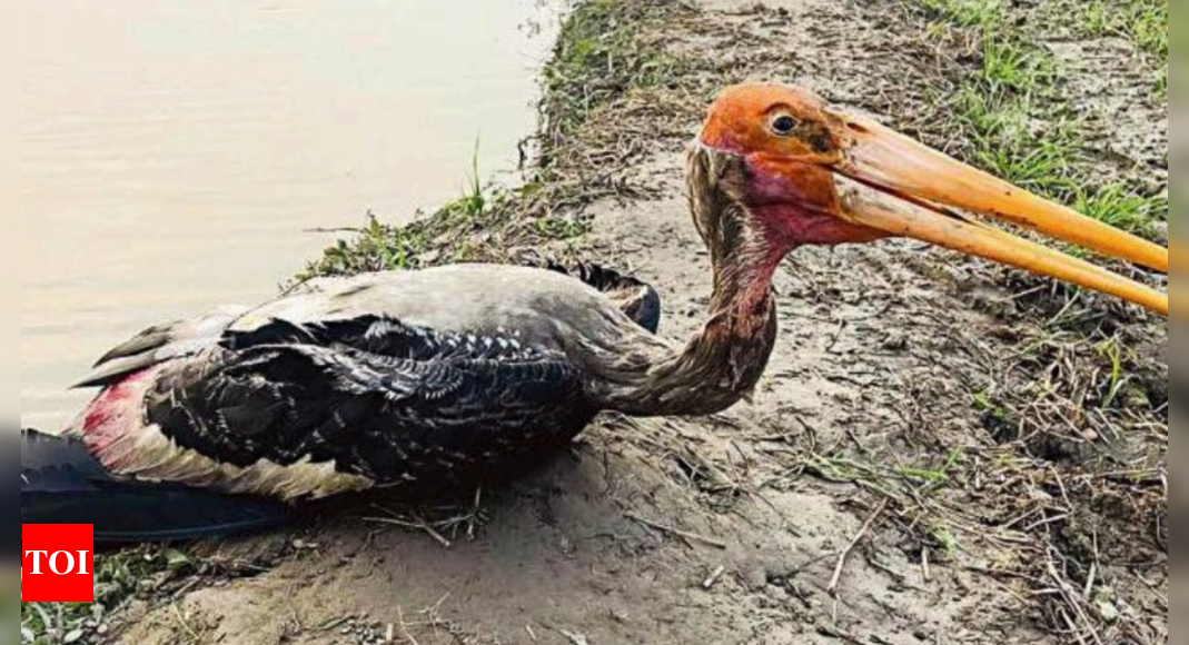 Stuck In Fishing Nets, Stork Dies | Noida News
