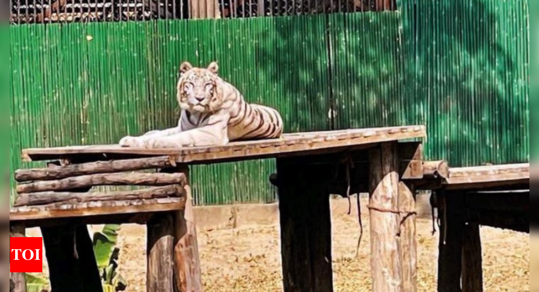 Vina Rani, Delhi zoo’s eldest white tigress, is no more | Delhi News