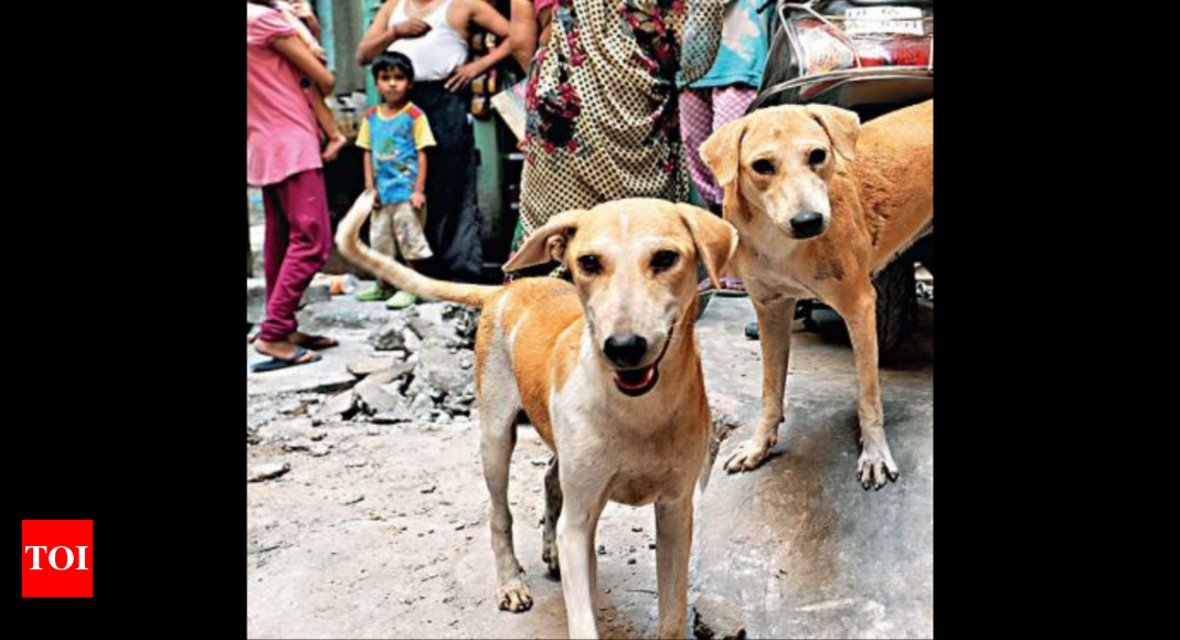 Dogs’ tale: How MCD is looking yo rein in strays | Delhi News