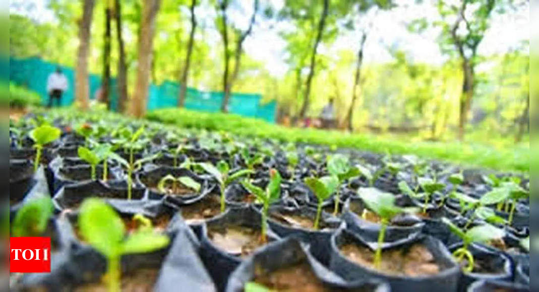HC orders plantation of 10,000 saplings using fines deposited in court | Delhi News